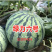 【精品】早熟甜度高西瓜种子8424麒麟西瓜籽脆甜多汁包邮