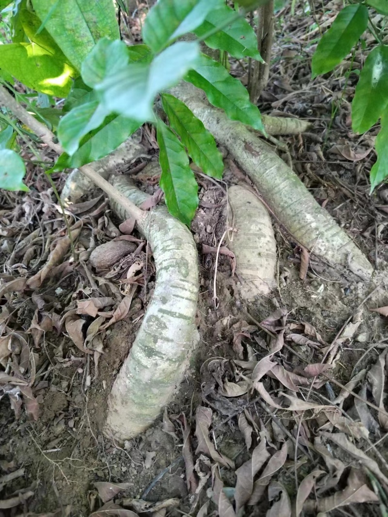 【精选】优质供货电商，中药材玉朗伞，广西桂平，量大价优