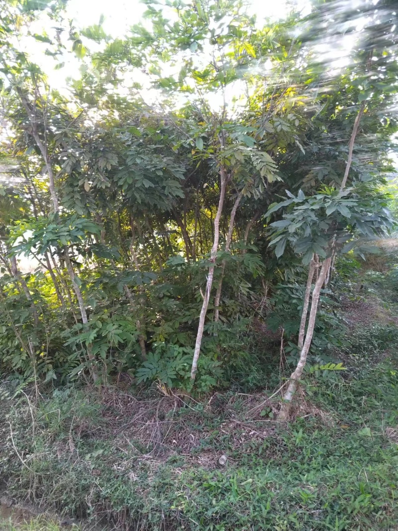 【精选】优质供货电商，中药材玉朗伞，广西桂平，量大价优