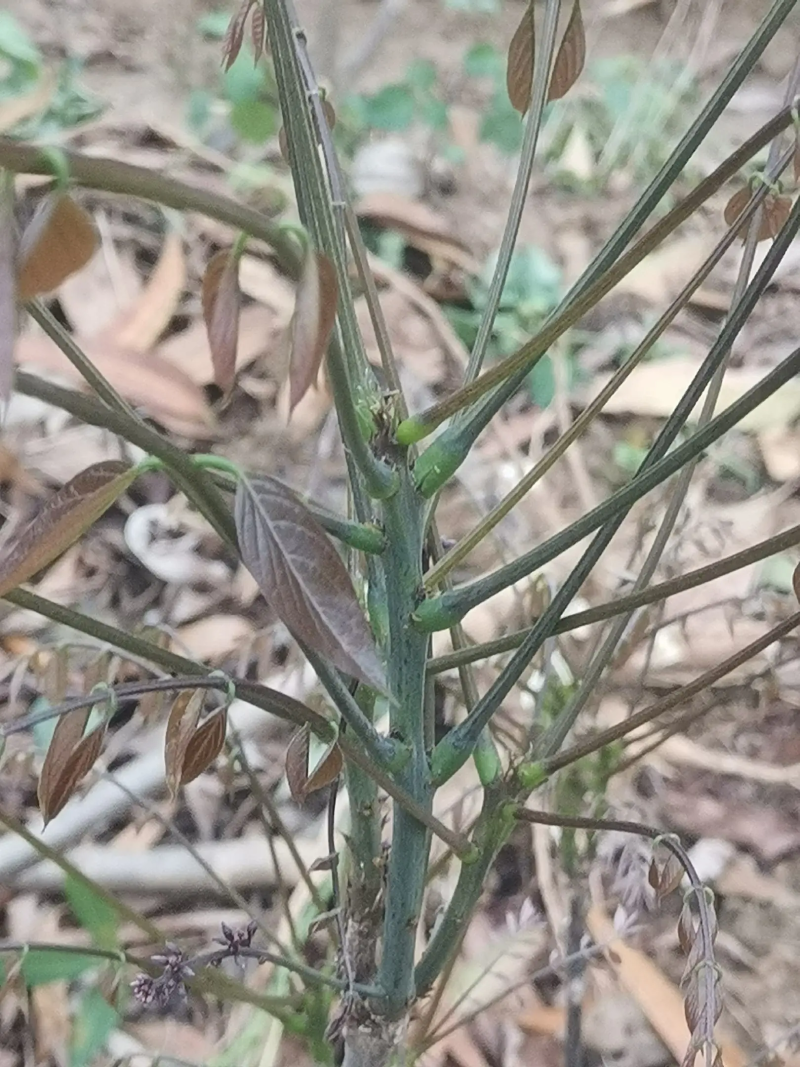 【精选】优质供货电商，中药材玉朗伞，广西桂平，量大价优