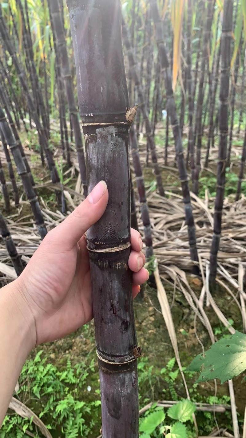 广西产地精品黑皮甘蔗，汁水足，口感甜，直供全国