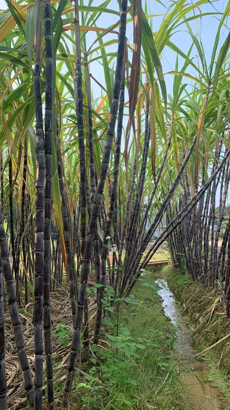 广西产地精品黑皮甘蔗，汁水足，口感甜，直供全国