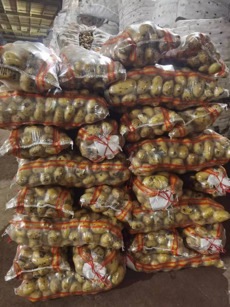 内蒙古土豆黄金薯，V7土豆，品种多样量大价优，对接整车