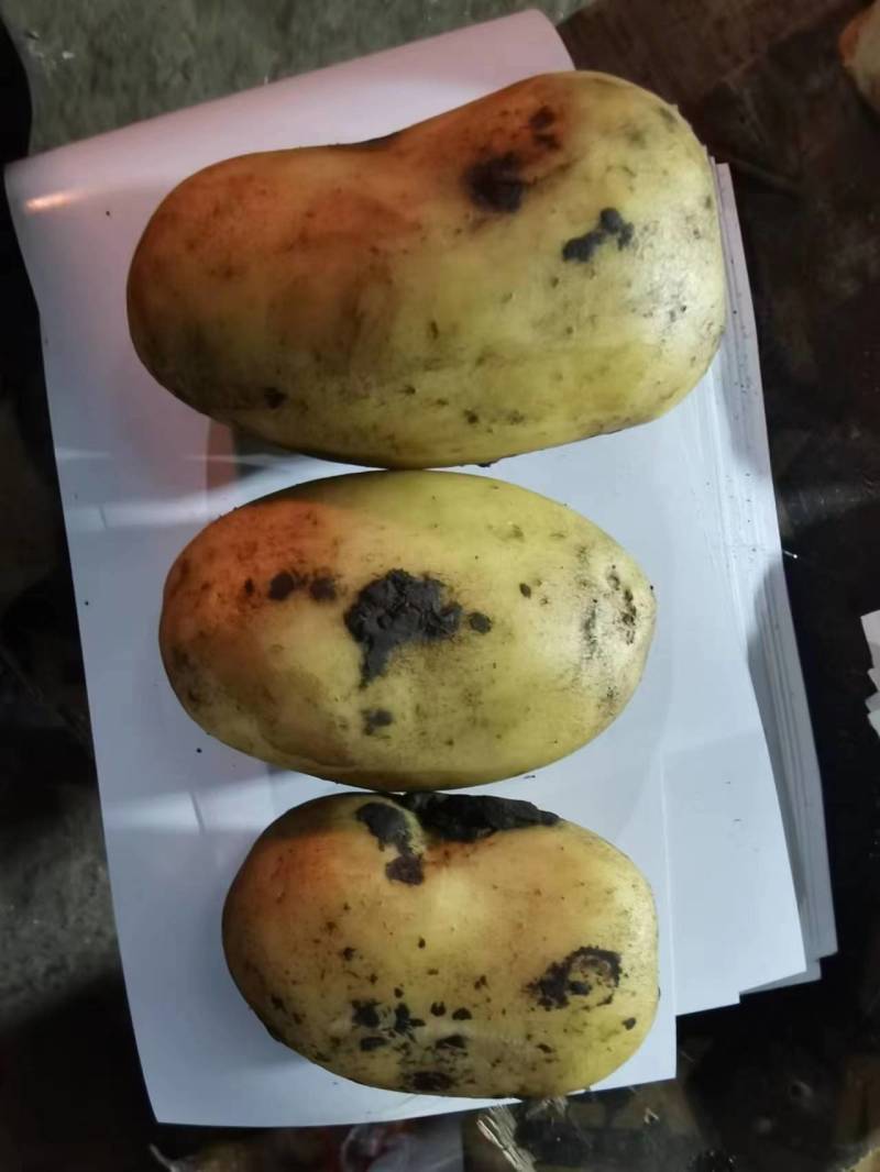 内蒙古土豆黄金薯，V7土豆，品种多样量大价优，对接整车