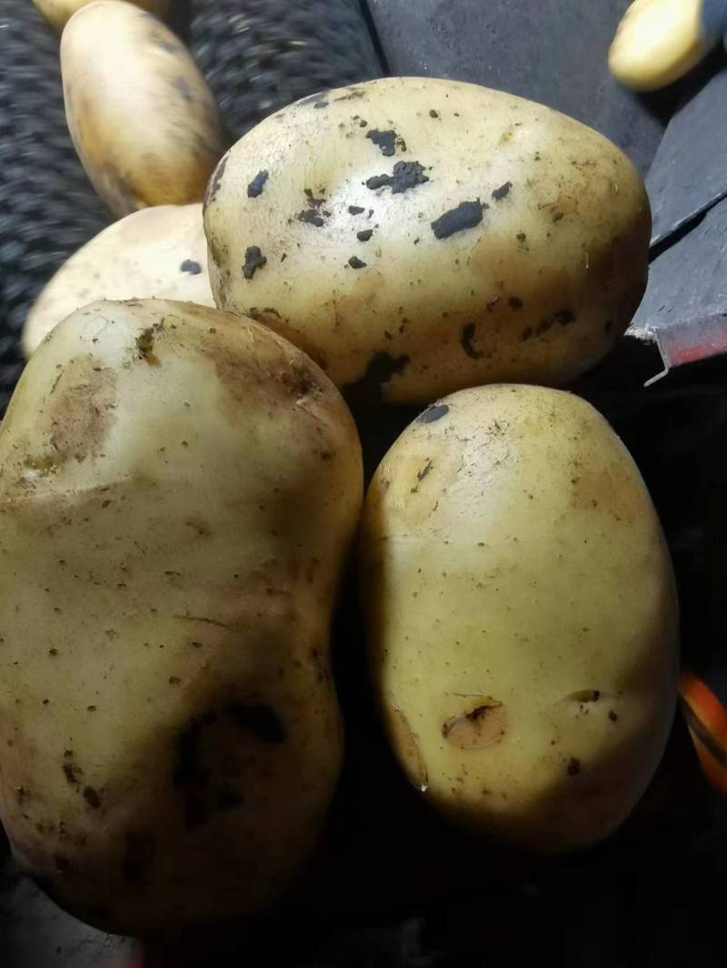 内蒙古土豆黄金薯，V7土豆，品种多样量大价优，对接整车