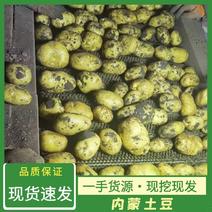 内蒙古黄心土豆，黄心土豆，黄金薯，实验1号品种齐全