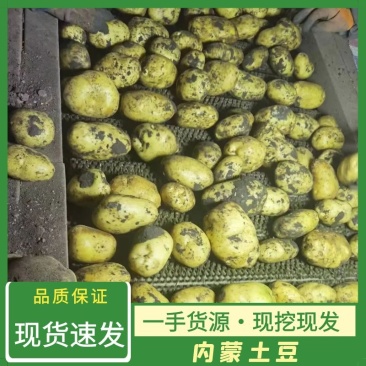 内蒙古黄心土豆，黄心土豆，黄金薯，实验1号品种齐全