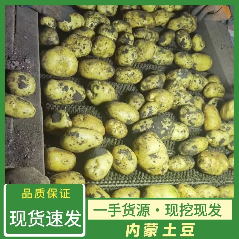 内蒙古黄心土豆，黄心土豆，黄金薯，实验1号品种齐全