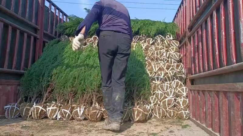 【柏树】塔柏出售中，量大从优，可视频看货，欢迎选购