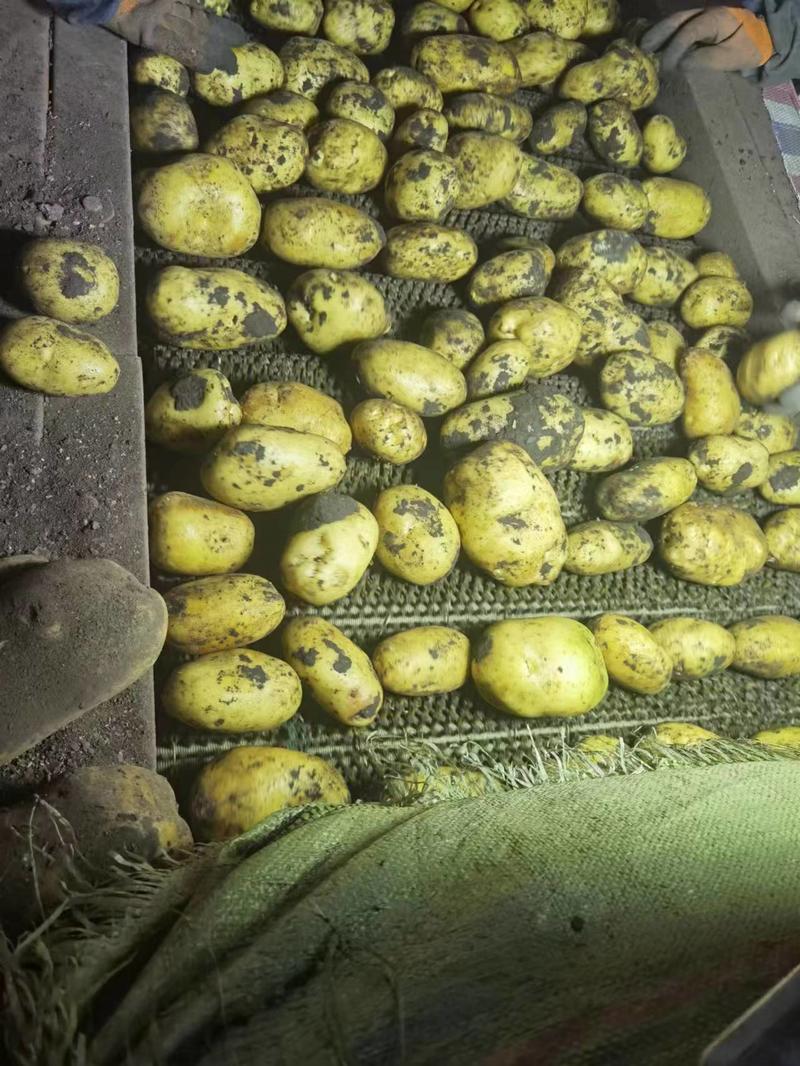 内蒙古呼伦贝尔土豆，马铃薯，量大价优，产地直发，协助装车