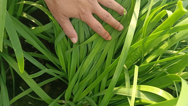 韭菜大叶韭菜大量上市，头年新根头刀，现割现发一条龙服务