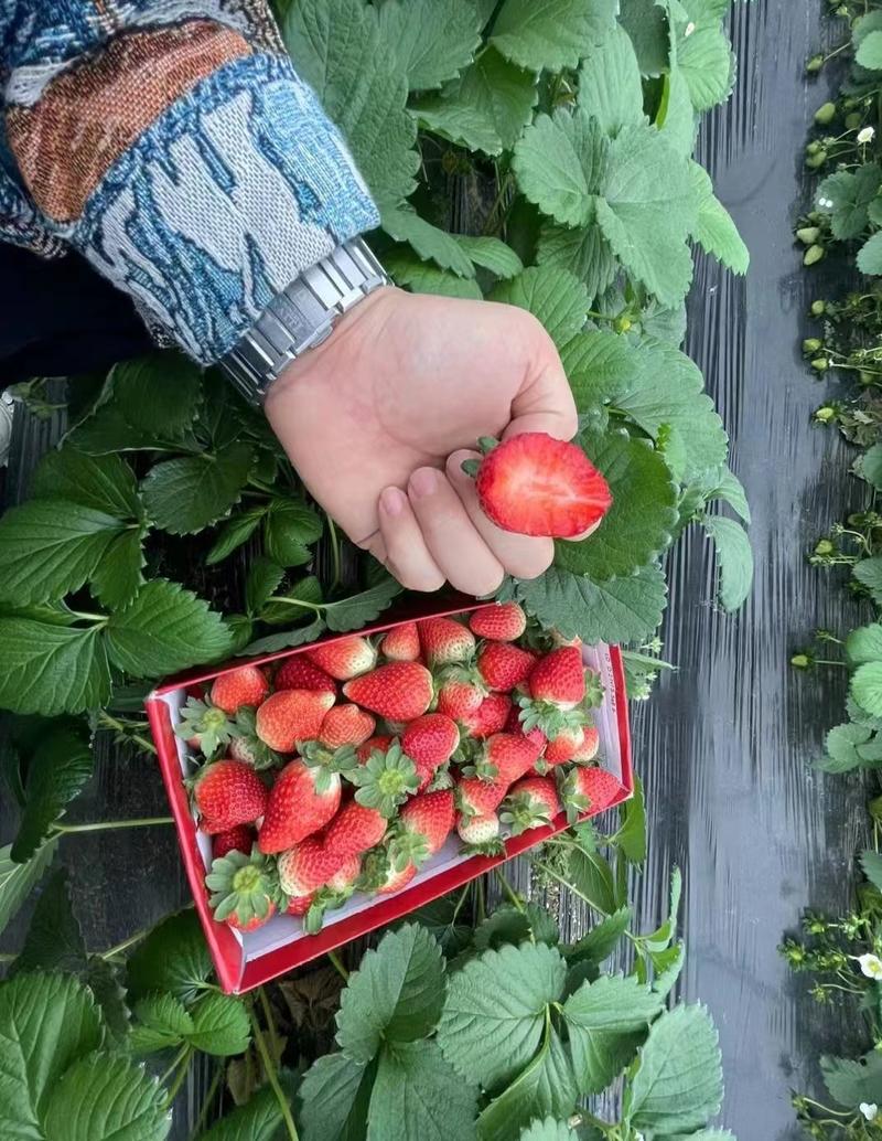 四川奶油草莓酸甜可口产地直发大量上市品质保证量大从优
