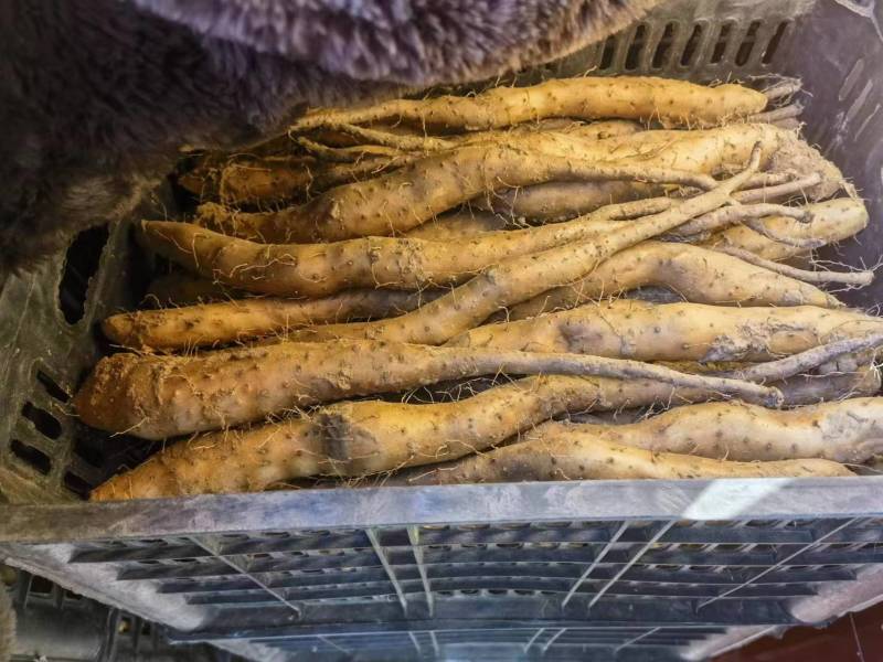 白玉山药苗大量供应自家种植一手货源欢迎全国老板采购