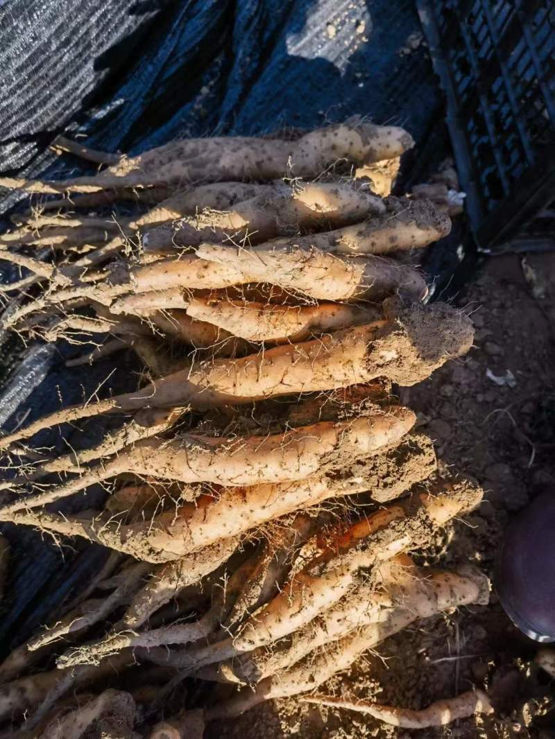 白玉山药苗大量供应自家种植一手货源欢迎全国老板采购