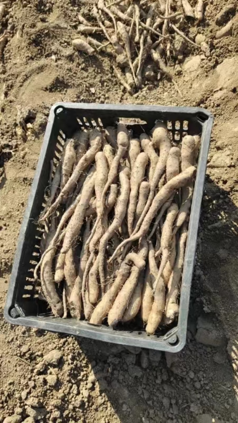 白玉山药苗大量供应自家种植一手货源欢迎全国老板采购