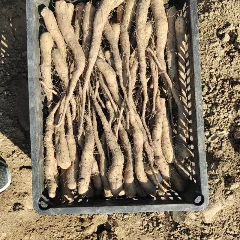 白玉山药苗大量供应自家种植一手货源欢迎全国老板采购