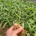 【实力供货】精品白芨种苗量大从优技术指导批发走量