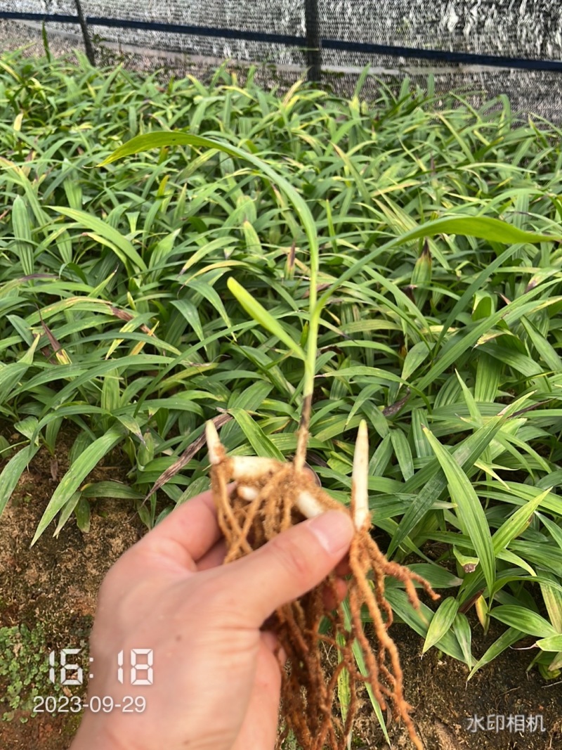 【实力供货】精品白芨种苗量大从优技术指导批发走量