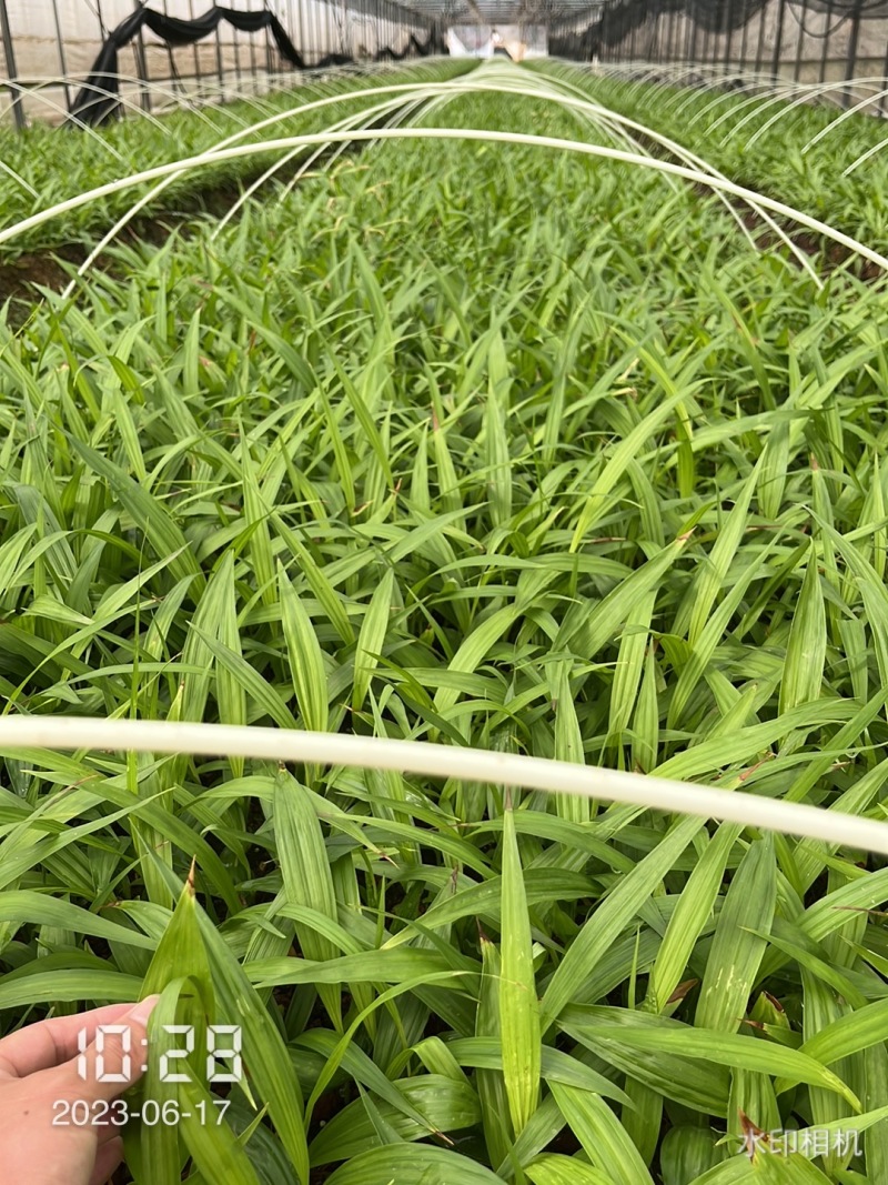 【实力供货】精品白芨种苗量大从优技术指导批发走量