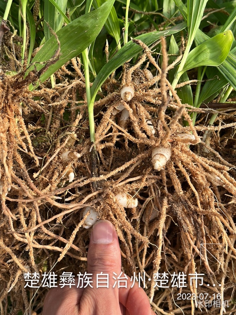 【实力供货】精品白芨种苗量大从优技术指导批发走量