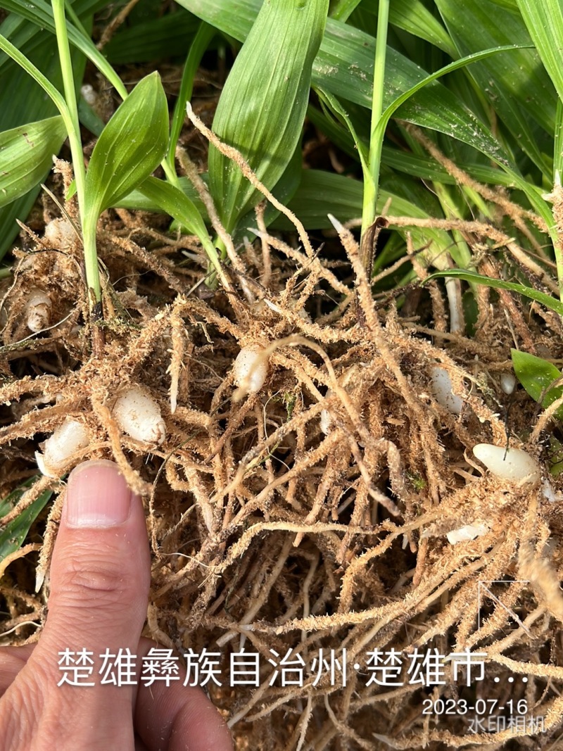 【实力供货】精品白芨种苗量大从优技术指导批发走量