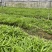 【实力供货】精品白芨种苗量大从优技术指导批发走量