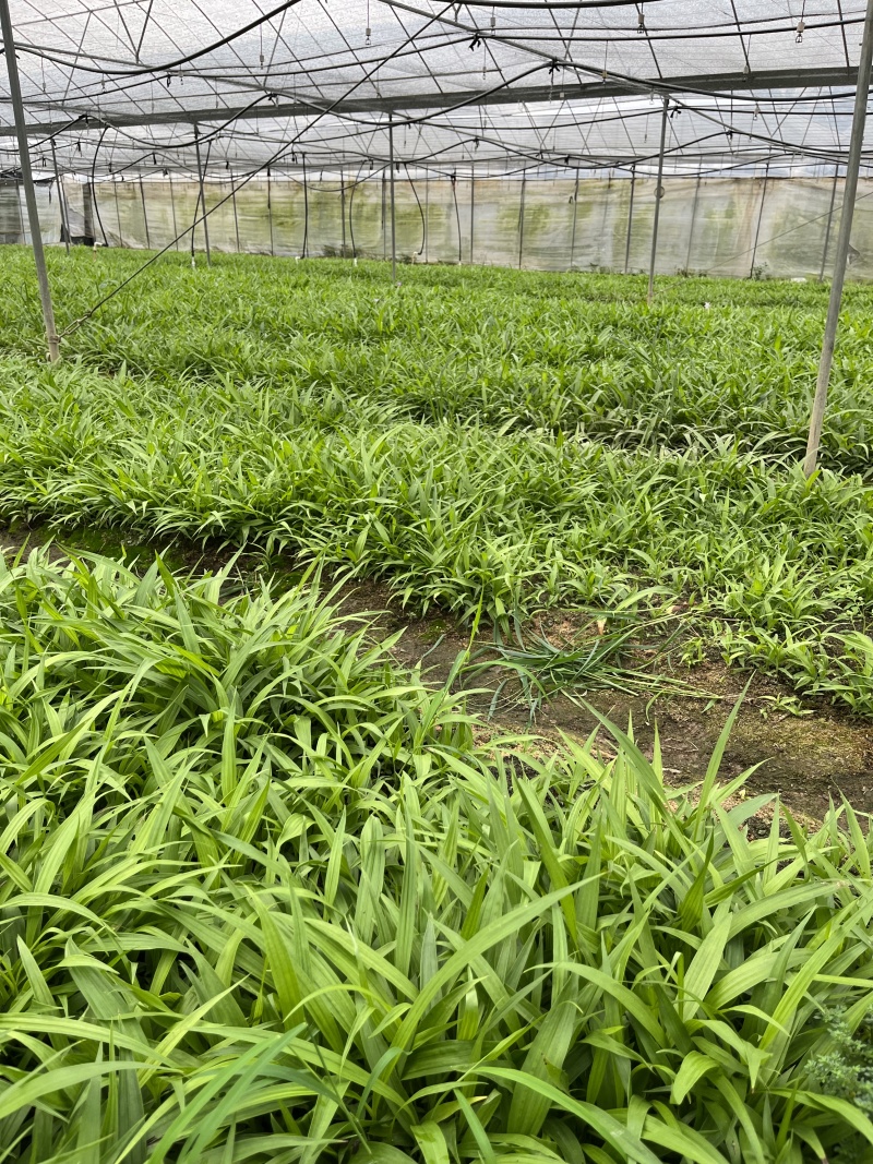 【实力供货】精品白芨种苗量大从优技术指导批发走量