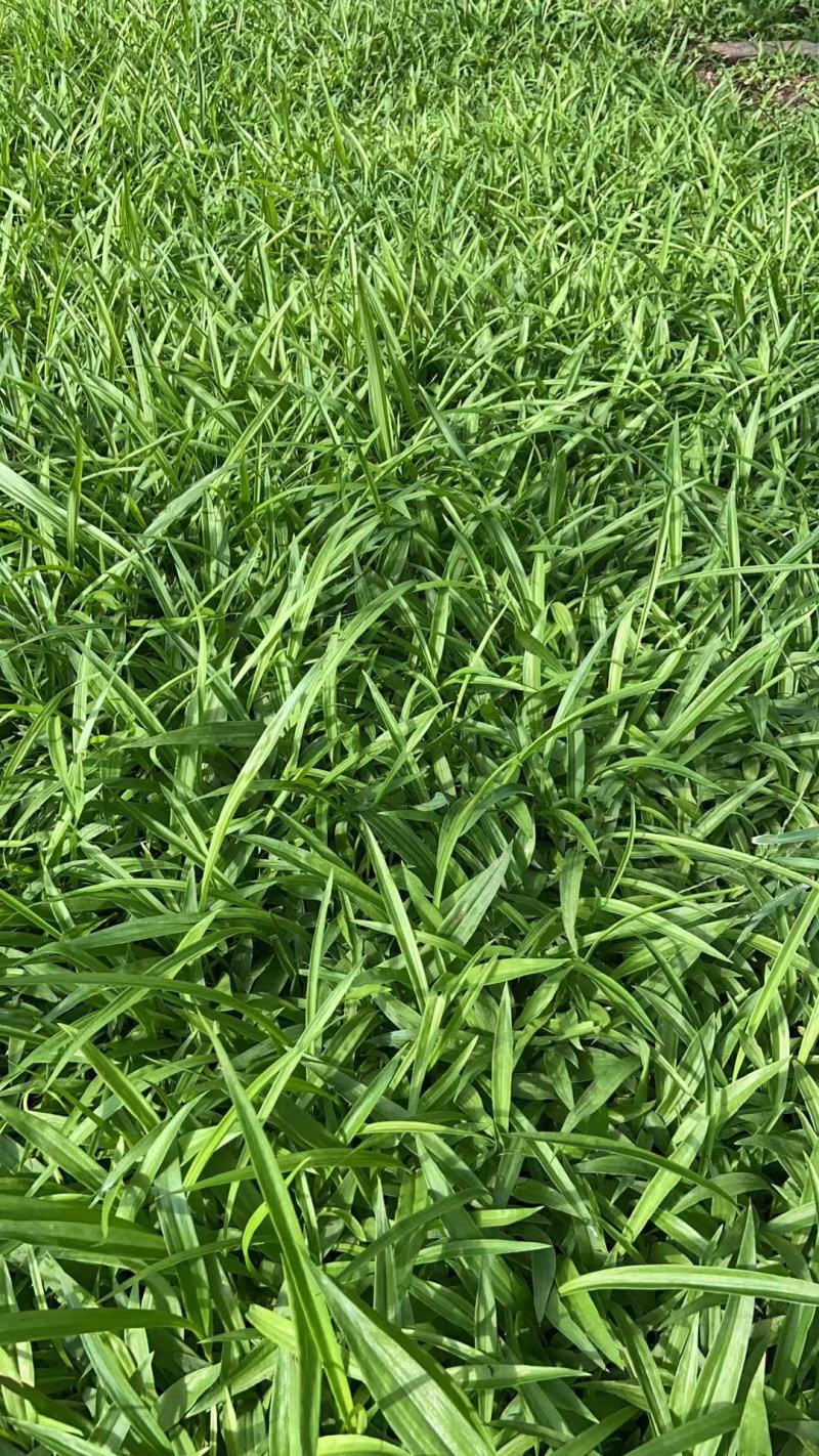 紫花中宽叶白及（白芨）直播苗苗圃直发两年苗诚信合作