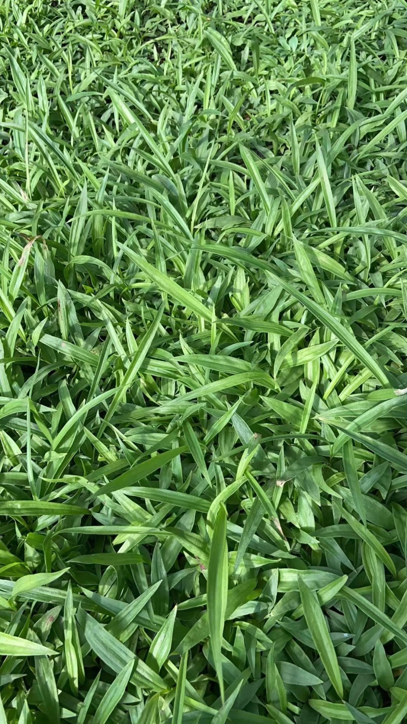 紫花中宽叶白及（白芨）直播苗苗圃直发两年苗诚信合作
