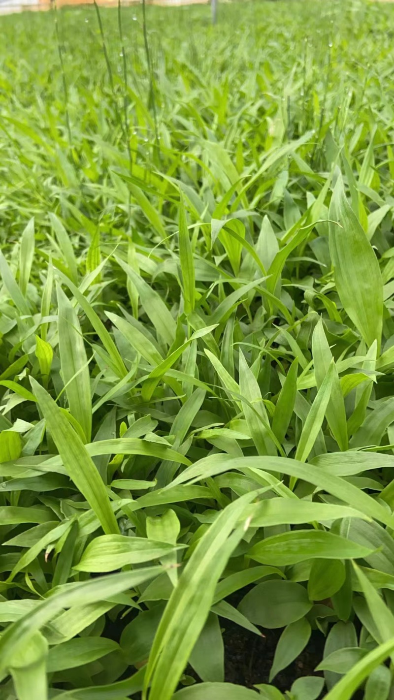 紫花中宽叶白及（白芨）直播苗苗圃直发两年苗诚信合作