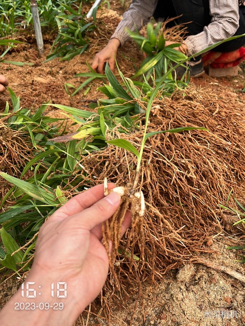 【实力供货】紫花三叉白芨驯化苗品种齐全售后保障精品培育