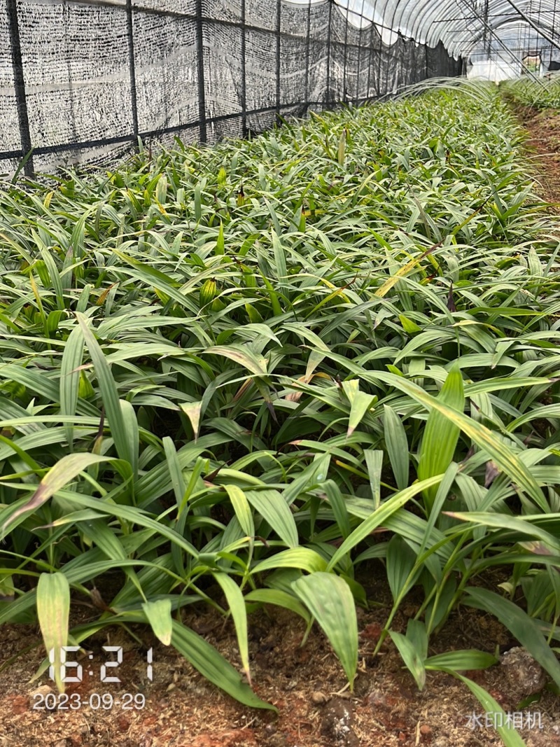 【实力供货】紫花三叉白芨驯化苗品种齐全售后保障精品培育