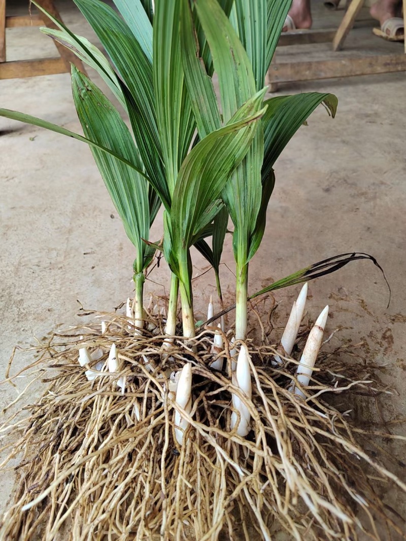 【实力供货】紫花三叉白芨驯化苗品种齐全售后保障精品培育