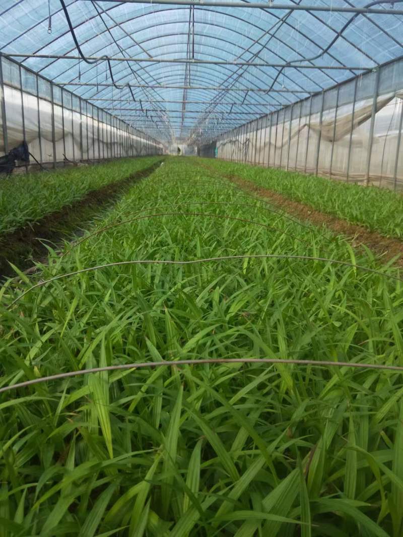 【实力供货】紫花三叉白芨驯化苗品种齐全售后保障精品培育