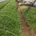 【实力供货】紫花三叉白芨驯化苗品种齐全售后保障精品培育