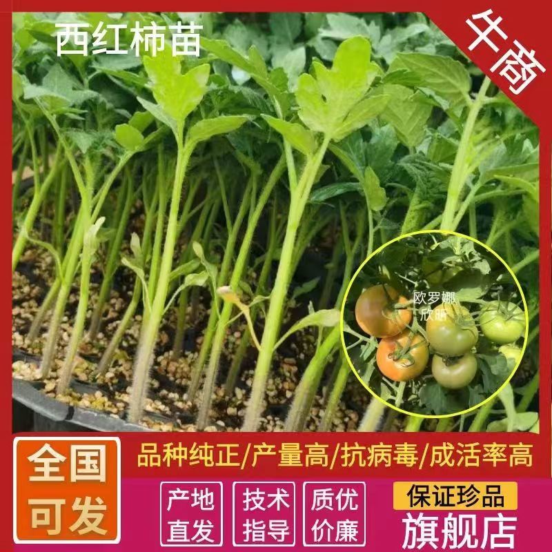 欧罗娜番茄苗山东种苗基地直发西红柿苗产地直发一手货源