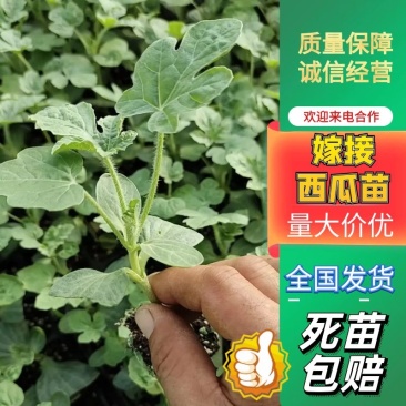 嫁接西瓜苗8424优质苗货源充足，苗壮根旺，可预订