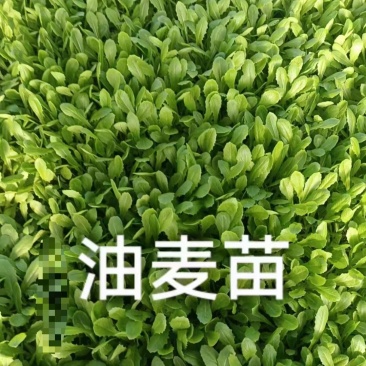 穴盘油麦菜苗长势好成活率高，苗齐苗壮，质量很好，价格不高
