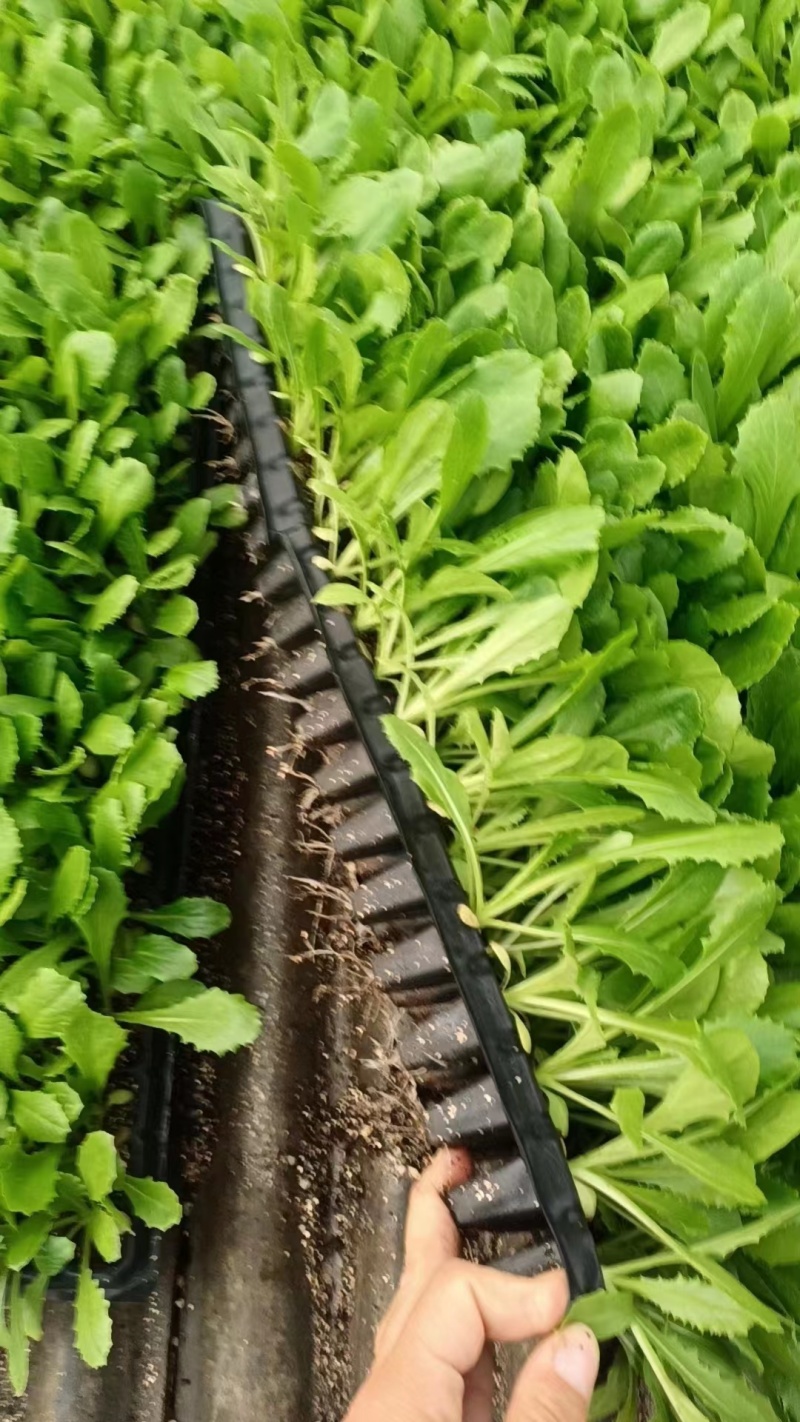 穴盘油麦菜苗长势好成活率高，苗齐苗壮，质量很好，价格不高