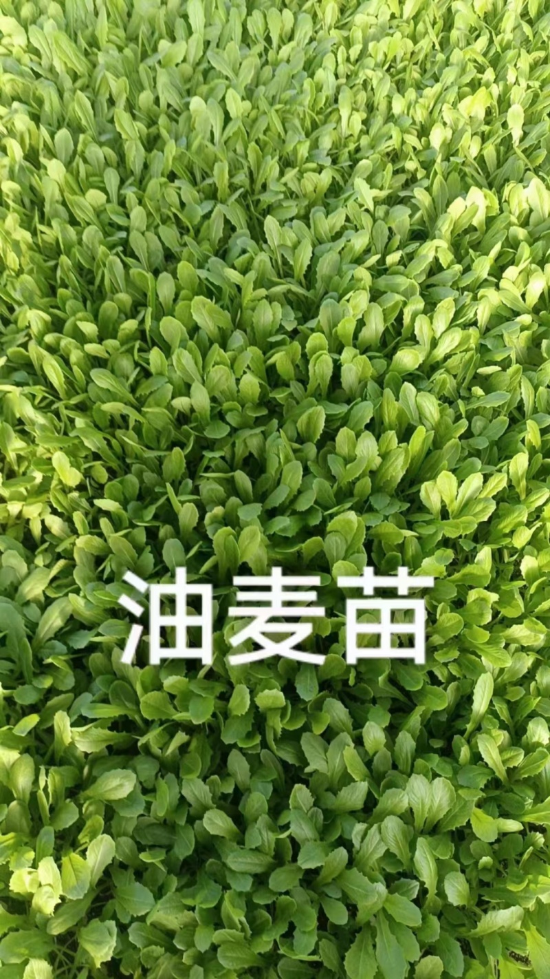 穴盘油麦菜苗长势好成活率高，苗齐苗壮，质量很好，价格不高