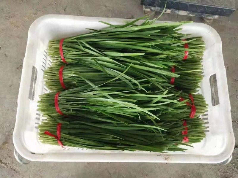 湛江精品韭菜，产地直发，保质保量，欢迎老板选购
