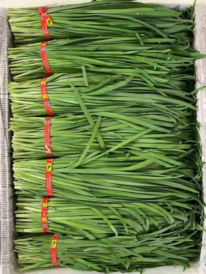 湛江精品韭菜，产地直发，保质保量，欢迎老板选购