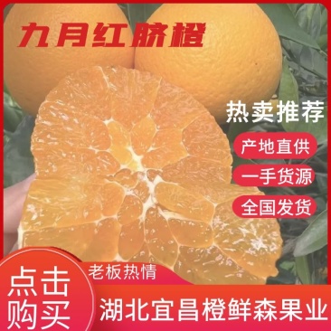 【九月红果冻橙】湖北秭归九月红脐橙果园看货对接各个渠道