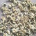 生烤北京菊朵花大量有货诚信经营品质保证欢迎老板电话联系