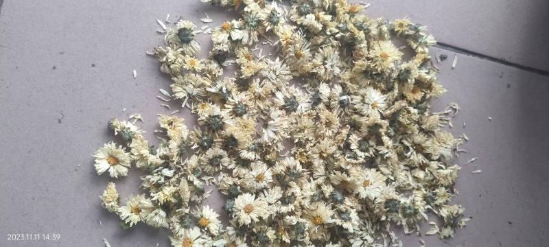 生烤北京菊朵花大量有货诚信经营品质保证欢迎老板电话联系