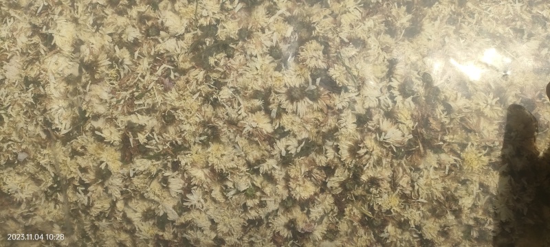 生烤北京菊朵花大量有货诚信经营品质保证欢迎老板电话联系