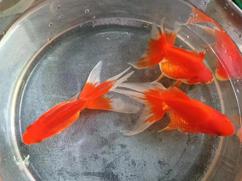 广东金鱼批发鎏金金鱼耐活包活到家可批发零售量大优惠