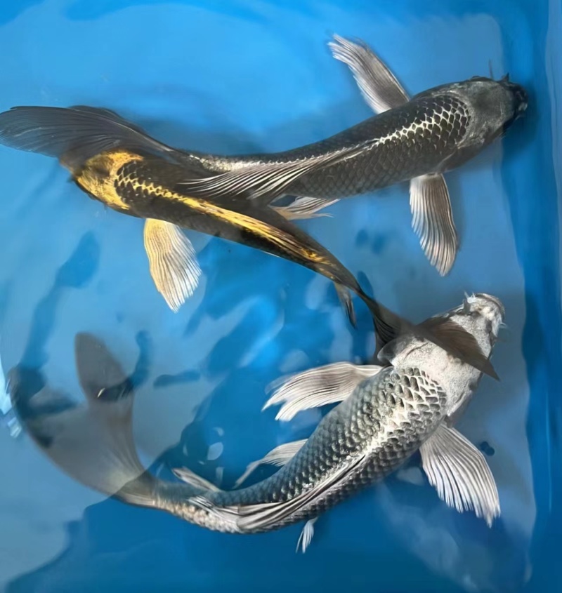蝴蝶鲤好看耐活观赏鱼渔场直发包损包活品质保证