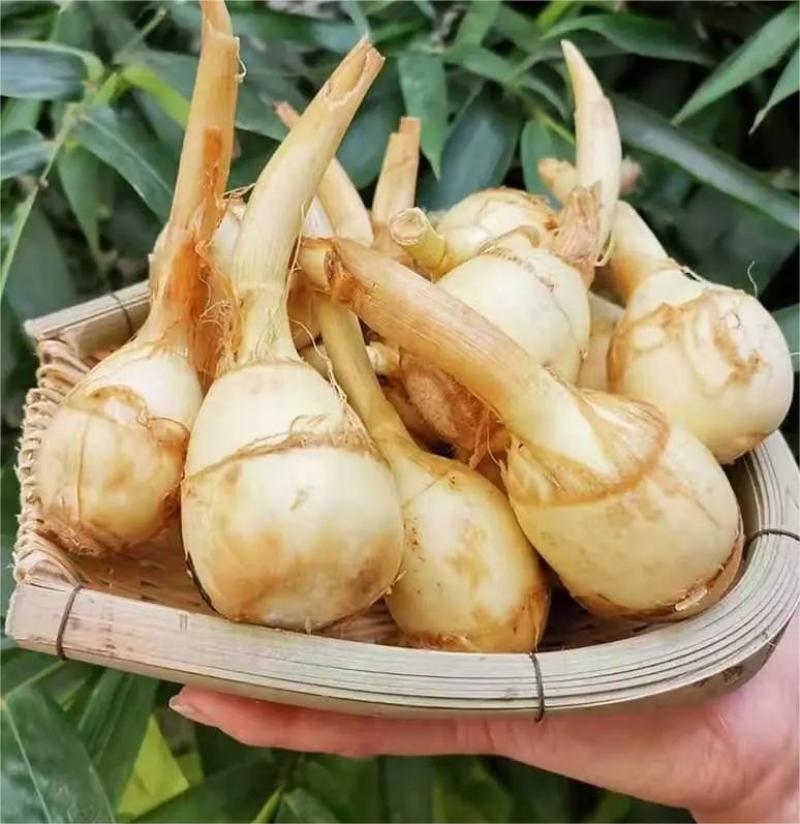 宝应纯白《大茨菇》大量上市，欢迎全国客商来产地批发！