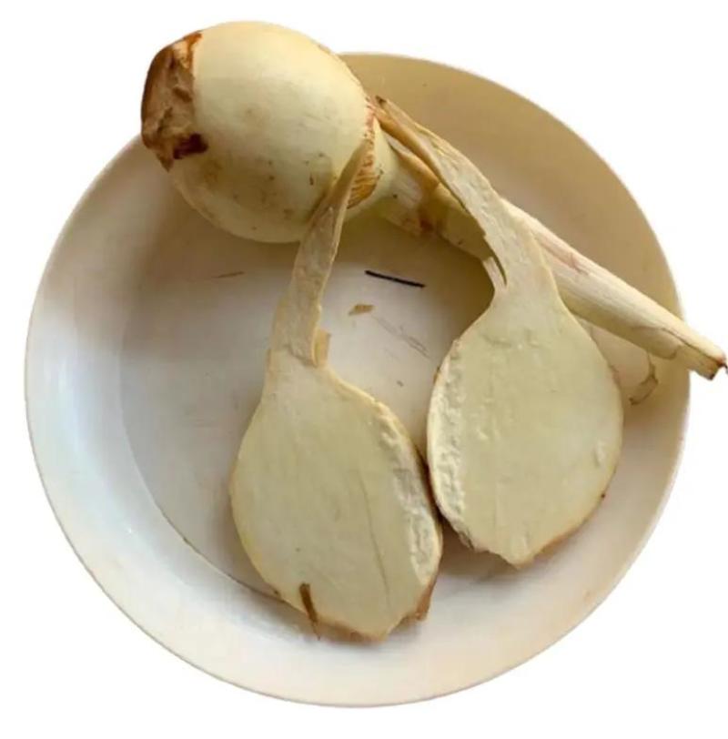 宝应纯白《大茨菇》大量上市，欢迎全国客商来产地批发！